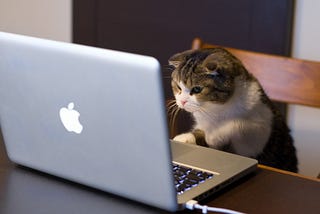 Teach your cat to code