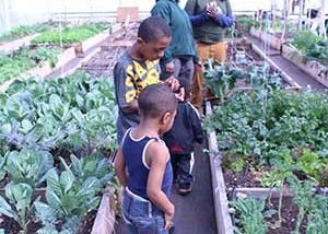 10 American Cities Lead the Way With Urban Agriculture Ordinances