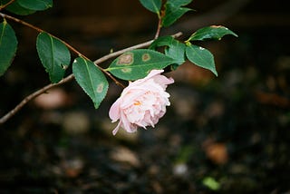 Guided Meditation on a Camelia Tree