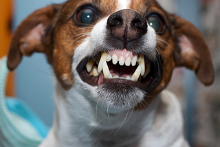 Introducing ANGRYPUPPY