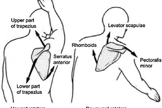 The Shoulder Exercise You’re Not Doing…But Probably Should