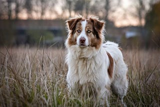 How to Train a Hunting Dog If You’re a New Hunter: A Beginner’s Guide