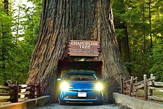 Simple Yet Stunning: Best One Day Redwoods Road Trip