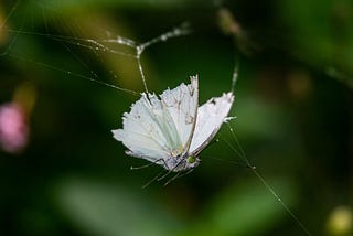 Close-up photo of an ensnared white butterfly in a small bit of web, with tattered wings