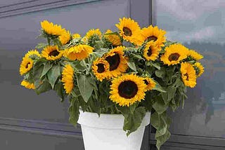 Can you grow sunflowers in a pot — Gardener Dude