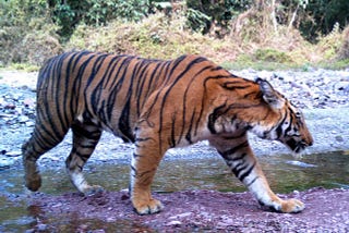 The Strategies And Tactics That Are Helping Tigers Make A Miraculous Comeback