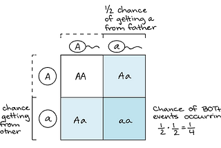 Probabilities in genetics