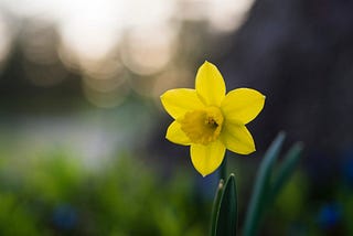 Comment planter des bulbes de jonquilles et les voir fleurir — 365 REUSABLENous avons tous vu des…