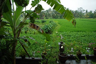 Serendipitous Surrender in Ubud, Bali