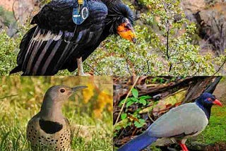 Top 3 Birds in Nevada State Parks