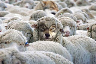 How To Spot A Wolf In Sheep’s Clothing, AKA Narcisisstic Abuser