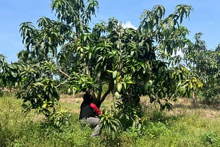 Jangan biarkan pohon mangga terlalu tinggi