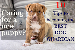 Caring for a new puppy? 10 tips to becoming an amazing dog guardian