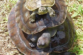 A turtle laying on a turtle, laying on a turtle.