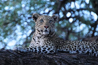 Hangin’ with the Leopards, Botswana