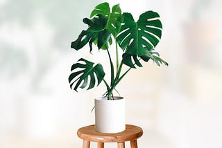 Monstera Deliciosa Plant — How To Propagate, Grow, And Care