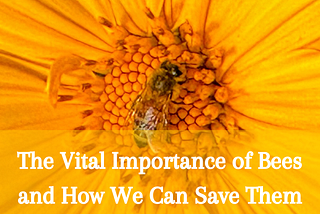 The Vital Importance of Bees and How We Can Save Them