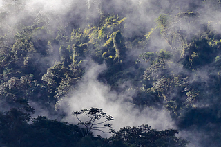 Conservation Blind Spot: Are we ignoring South America’s richests forests?