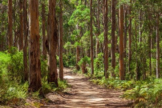 The Effect of Timber Tracking on Biodiversity