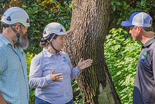 Tips to Maximize Your Consulting Arborist Traffic