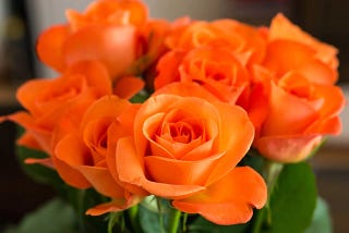 15 Varieties of Roses for Your Garden