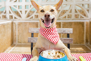 Pet Friendly Places to Eat With Your Dog In West Palm Beach