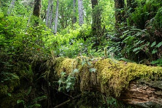 Scientists Discovered a Fossilized Forest in England