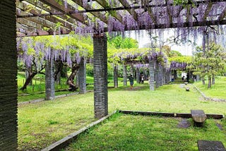 Wisteria in Fukuoka — Purple cascades — Teach Translate Travel Repeat