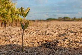 9 Good Reasons to Grow Your Own Seedlings