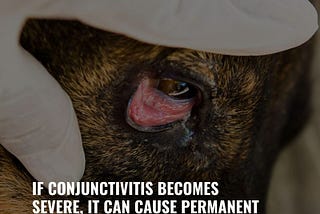 Much like people, dogs can get conjunctivitis!