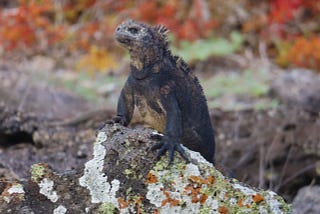 Navigating Nature’s Masterpiece: A Galápagos Cruise Experience