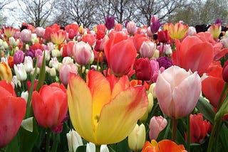 Keukenhof — a Tulip Dream — Behind the Next Corner