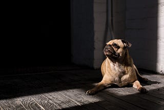 Housebreaking An Older Pug