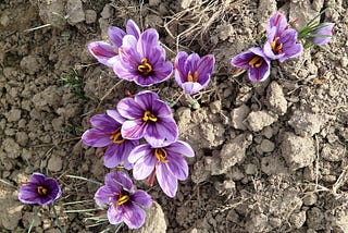 Harvesting saffron in 90,000 hectares of farms in Khorasan Razavi , Iranian saffron, saffron harvest, saffron cultivation, economic prosperity in saffron, medicinal plants, Khorasan Razavi saffron harvest, saffron harvest from Khorasan Razavi farms