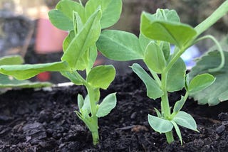 Peas for January Pea Shoot Harvest Keep Planting Peas Throughout January