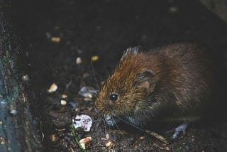 Mouse Exterminator in Ottawa: Protect Your Home from Rodents