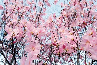 Cherry Blossoms are an awesome example of nature, hard-at-work designing and creating beauty to be…