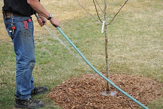 Tree Planting Season Is Near Learn 4 Essential Planting Tips