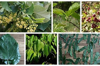 During this post, we’re going to take a look at some trees that have edible leaves.