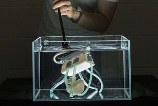 A nervous system for soft robots: Soft Matter Computers (SMCs)