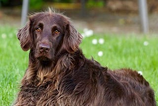 A Complete List of 20 Long-Haired Dog Breeds | DogExpress