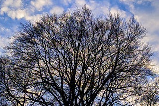 Come un grande albero ~ Luca Rubin