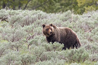 Different activities to undertake when at the Yellowstone bear world