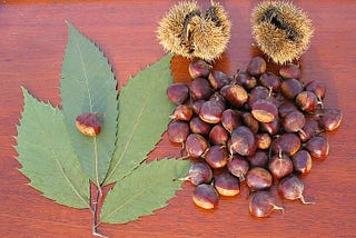 The American Chestnut — A reflection of America and its Post Modern self