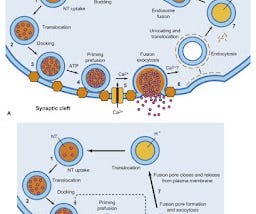 synaptic vesicle release and recycling separately Mechanisms