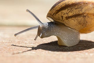 A soft focus of a snail crawling on wooden pavement on a sunny day