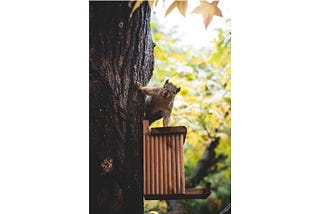 Solving the Problem of Squirrels Stealing from the Bird feeder:
Prototyping Image Classification…