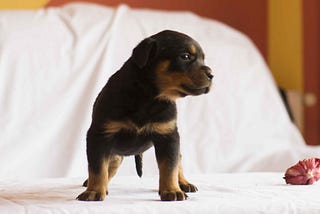 Rottweiler puppy — Midnight FP