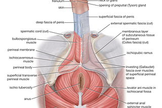 anatomy of the penis