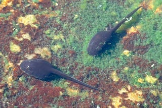 Surveys show biodiversity in Mojave springs